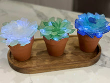 03/09/25 (Sunday) Sea Glass Succulents & More! 130pm - 330pm