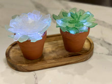 02/20/26 (Friday) Sea Glass Succulent Workshop!  6pm - 730pm