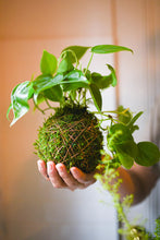 09/19/25 (Friday) Roots & Moss Kokedama Workshop!  6pm - 730pm