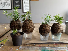 09/19/25 (Friday) Roots & Moss Kokedama Workshop!  6pm - 730pm