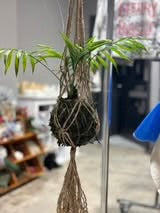 09/19/25 (Friday) Roots & Moss Kokedama Workshop!  6pm - 730pm