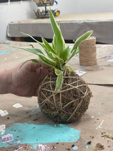 09/19/25 (Friday) Roots & Moss Kokedama Workshop!  6pm - 730pm