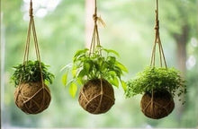 09/19/25 (Friday) Roots & Moss Kokedama Workshop!  6pm - 730pm