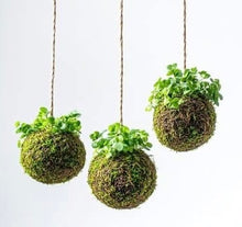09/19/25 (Friday) Roots & Moss Kokedama Workshop!  6pm - 730pm