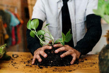 09/19/25 (Friday) Roots & Moss Kokedama Workshop!  6pm - 730pm