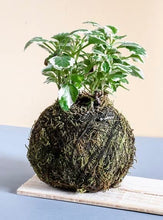 09/19/25 (Friday) Roots & Moss Kokedama Workshop!  6pm - 730pm