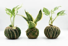 09/19/25 (Friday) Roots & Moss Kokedama Workshop!  6pm - 730pm